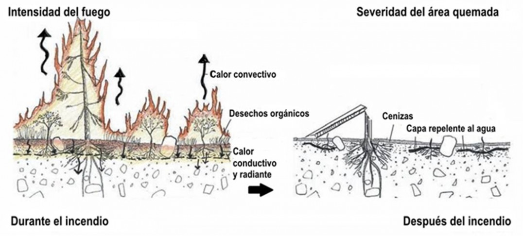 imagen Ilustración de la severidad del incendio. Crédito: U.S. Forest Service