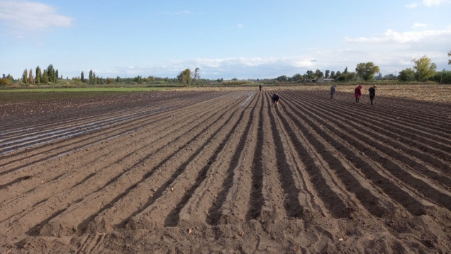 imagen El 96% de quienes cultivan en una zona productiva de Mendoza utiliza agroquímicos peligrosos