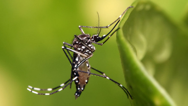 imagen Curso "Geografía, ambiente y salud: mosquitos de riesgo en Argentina"