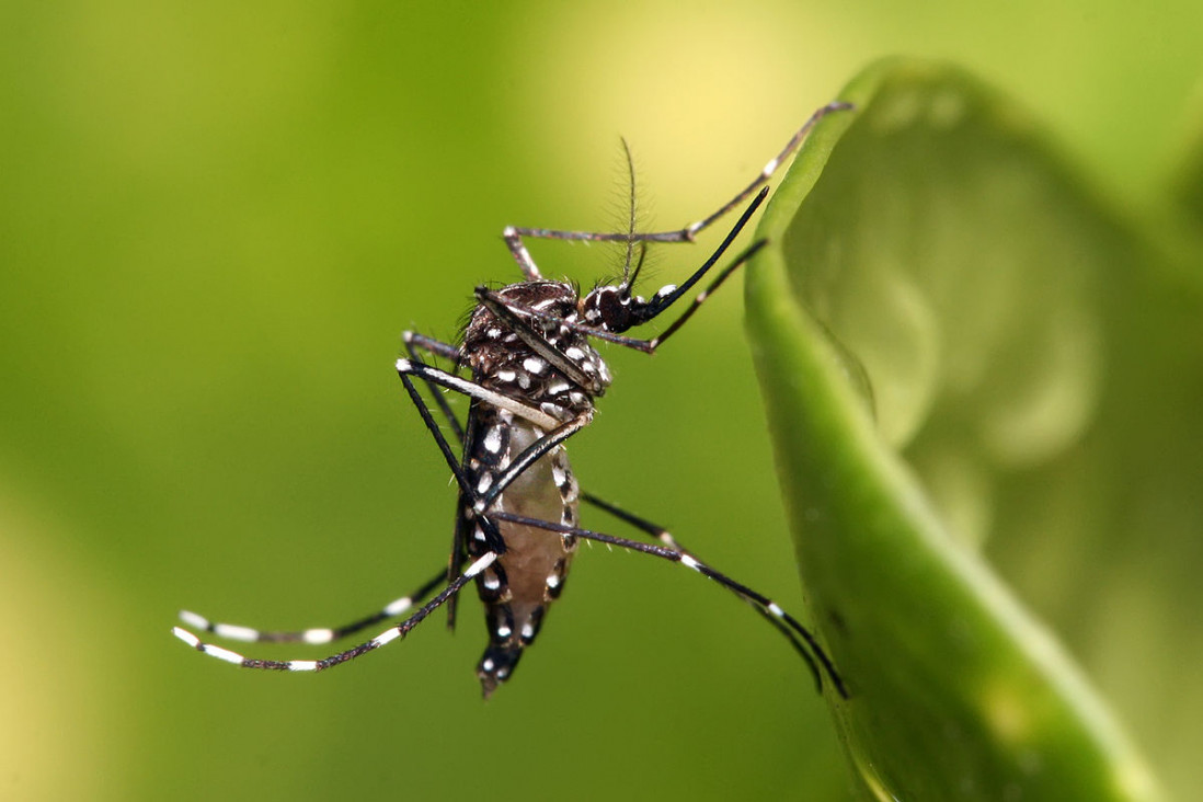 imagen Curso "Geografía, ambiente y salud: mosquitos de riesgo en Argentina"